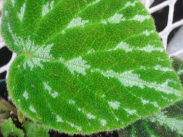 B. ‘Green Jewell’